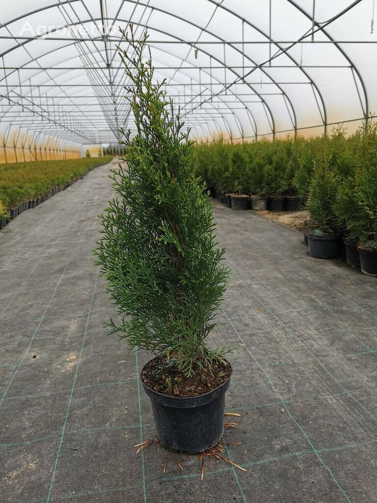 Pépinière Thuja smaragd 50-60 émeraude arborvitae