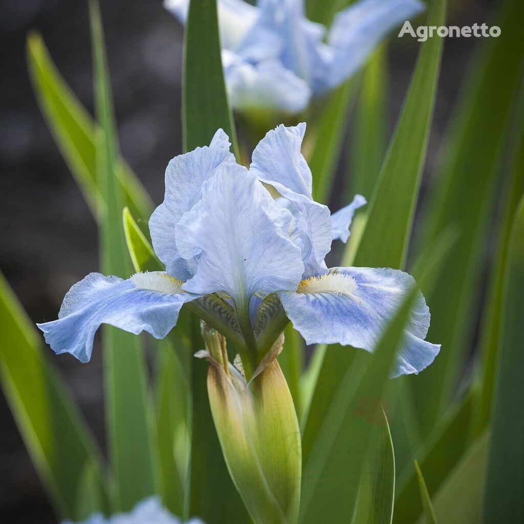 Kosaciec Low Bleu Denim Iris Pumila