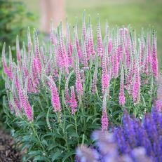 Véronique 'Anniversaire Rose' Veronica spicata